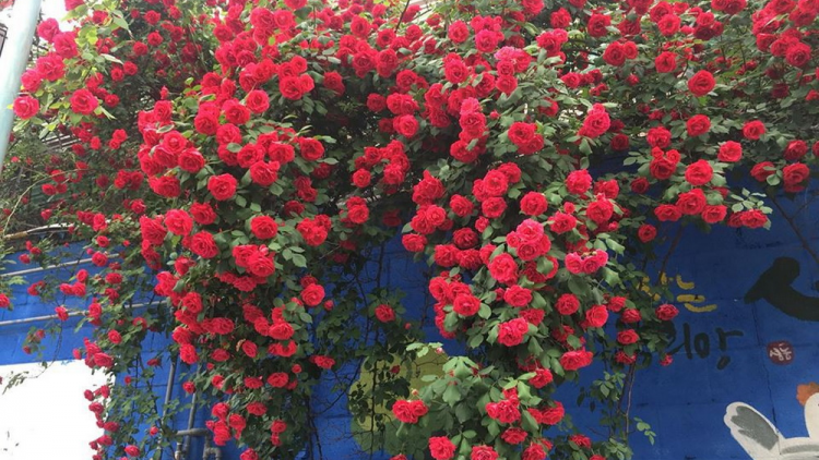 T'RUIH PA XUL T'NGAY 22-12