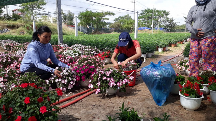 Quảng Nam bhui har hân noo pô Tết