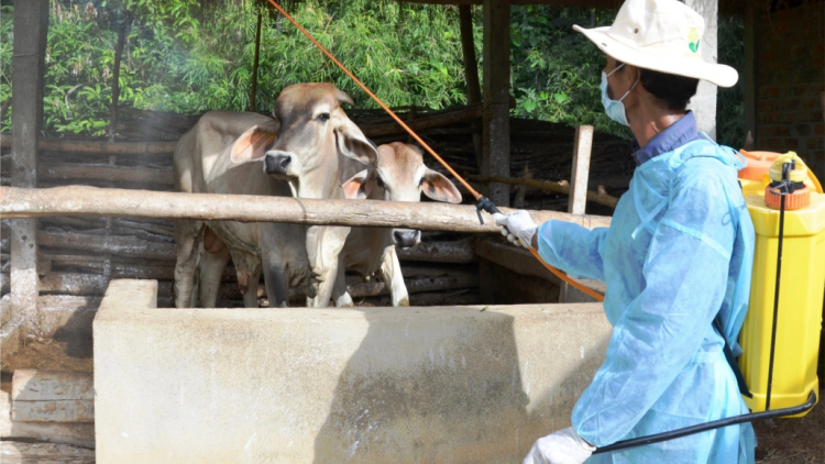 Quảng Ngãi: Dưr vaih k’rơ pr’luh bhih buunh boóp tr’plooc chr’coop coh bh’năn