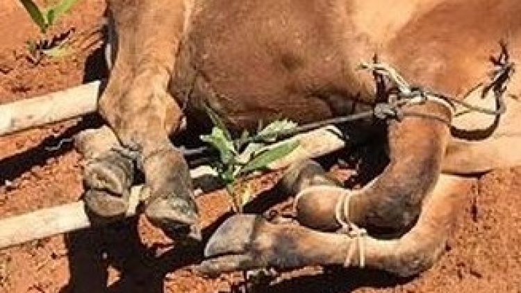 Quảng Ngãi: Đhr’năng dưr vaih pr’luh ha tụ bum tr’plooc chr’coop