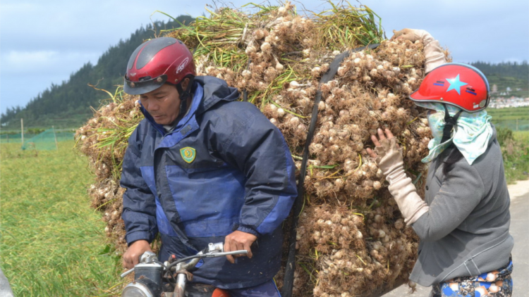 Xa nay tỏi Lý Sơn crêê boọ z’nươu c’chêêt bh’ruy năc căh vêy a lua