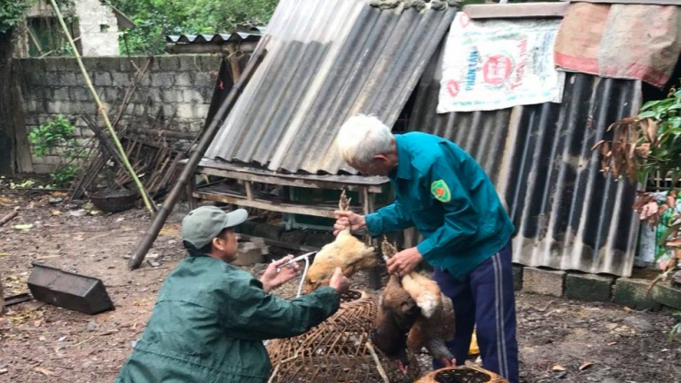 Thanh Hoá: 5 chr’hoong dưr vaih pr’luh cúm A/H5N6
