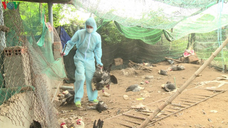 Trà Vinh t’mêê bơơn lêy atưch ađha crêê vaih A/H5N1