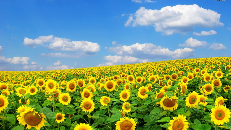 T’RUIH PA XUL T’NGAY 12/8