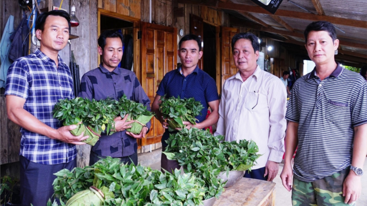 Đoọng 14 r’bhâu tơơm sâm m’ma Ngọc Linh đoọng ha đhanuôr Nam Trà My