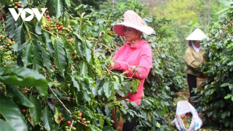 Kon Tum: Pa ghit pa tệêt k’rong câl pr’đươi cà phê đoọng ha đhanuôr