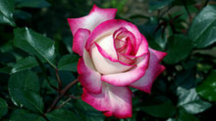 T’RUIH T’NGAY 15-5