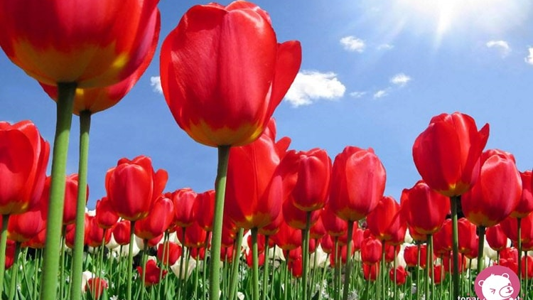 T’RUIH T’NGAY 13/8