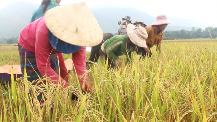 Chr’hoong Hướng Hóa ( Quảng Trị): Zooi k’noọ 17.000 kg m’ma ha roo ha đha nuôr Bru Vân Kiều, Pa Cô
