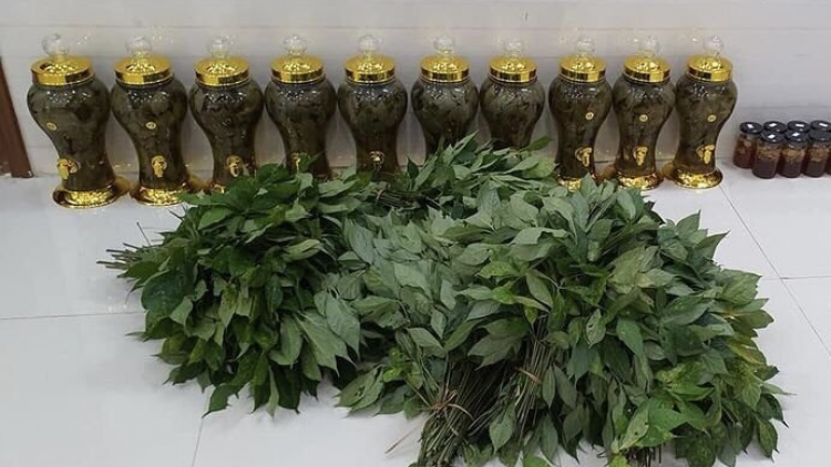 Chr’hoong Nam Trà My kech pay ha la sâm Ngọc Linh