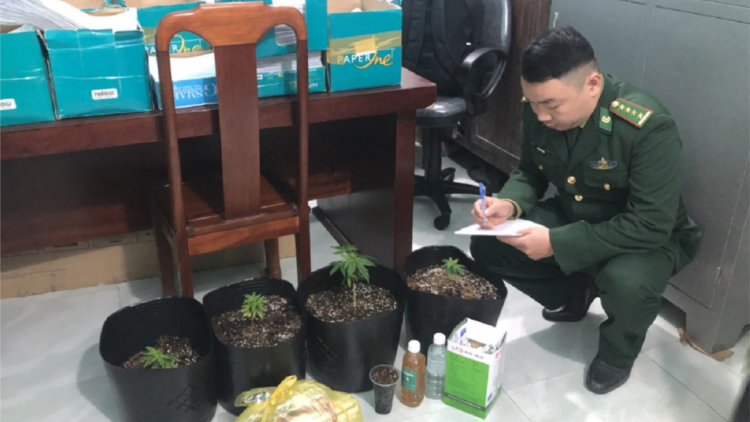 Thừa Thiên Huế: Cọop ma nuyh choh cần sa