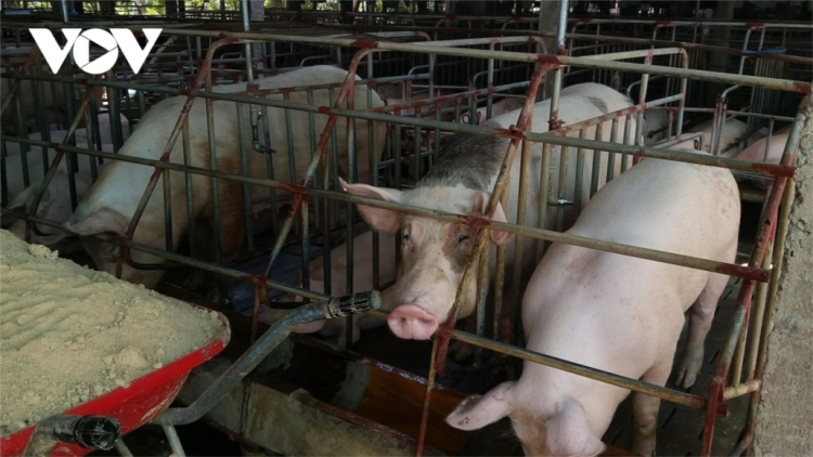 Quảng Nam: Băn pa dưr cớ bh’nă ha g’luh Tết