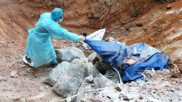 N’léh váih pr’lúh cúm A (H5N8) tr’nơợp cóh tỉnh Quảng Nam