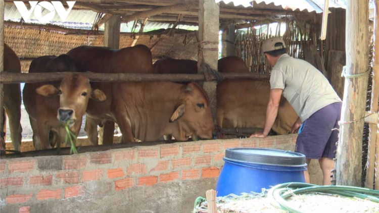 Phú Yên: Đợ bơơn ta tiêm văc xin đệ, pr’luh bhih bum chr’coop dưr k’rơ