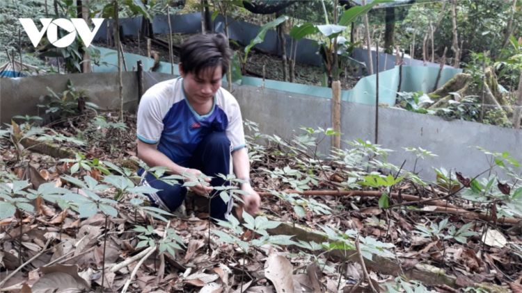 T’bhlâng k’đhơợng zư dự án thuê môi trường crâng chóh sâm Ngọc Linh