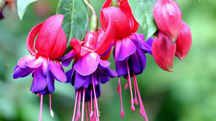 T'RUIH PA XUL T'NGAY 12/9/2021