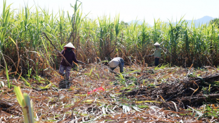 Khánh Hoà: Tơơm a’tao cắh liêm choom, cắh năl cơnh lêy xăl chóh tơơm chr’nóh t’mêê