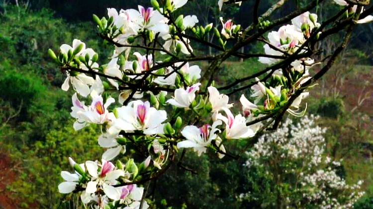 T'RUIH PA XUL T'NGAY 17-11-2021