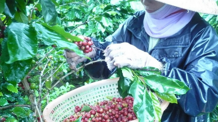 Bh’nơơn OCOP: Pr’đơợ pa dưr tr’mông tr’meh da ding ca coong Quảng Trị