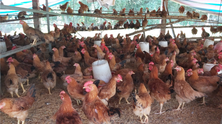 Đhanuôr Quảng Nam grơơ nhool vặ zên bhrợ cha