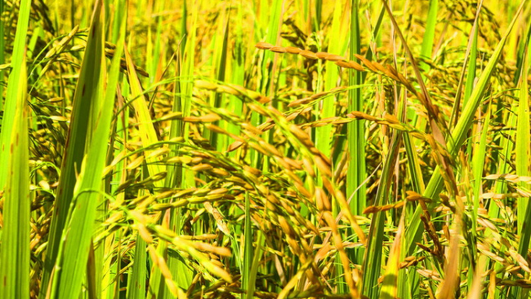 Đông Giang: Zư lêy m’ma ha roo ty đanh âng đhanuôr Cơ Tu