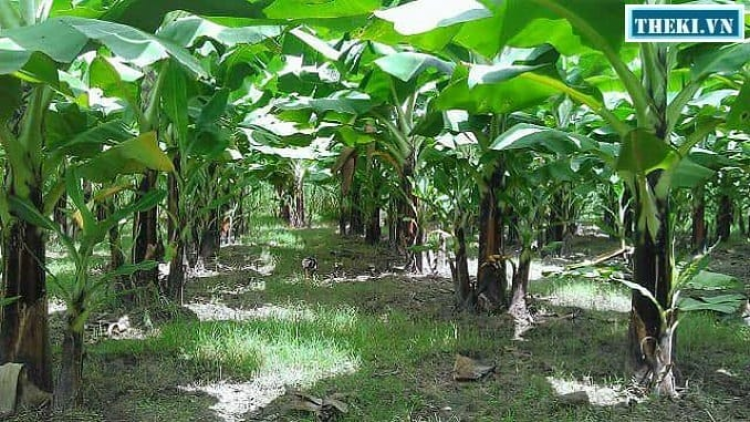 Da ding ca coong Đà Nẵng: Pa dưr tr’mông tơợ apêê pr’đhang bh’rợ choh tơơm cha p’lêê