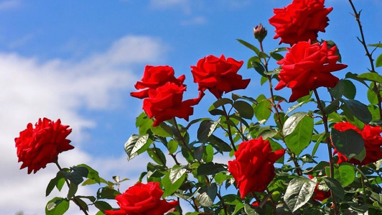 T'RUIH T'NGAY 8/8/2021