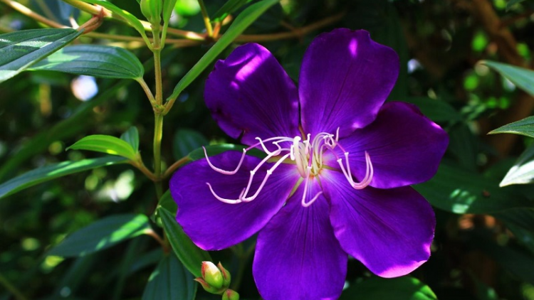 T'RUIH T'NGAY 24/7/2021