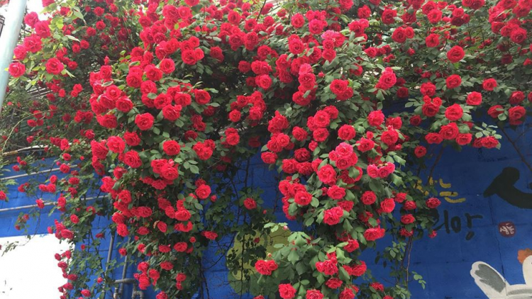 T'RUIH T'NGAY 22/7/2021