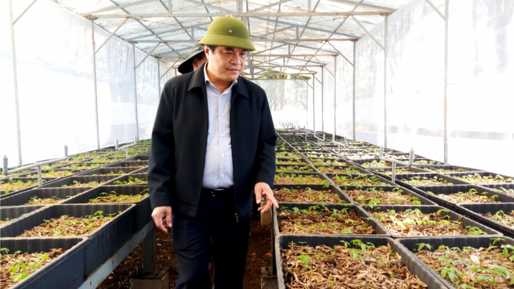 Quảng Nam: Pa dưr tơơm sâm Ngọc Linh