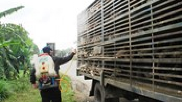T’bhlâng zêl cha groong vi rút cúm a’tứch a’đha A/H5N8 moÓt cóh vel đông Quảng Nam
