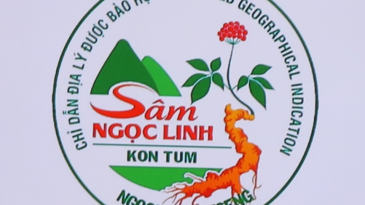 Kon Tum: đoọng bha ar chứng nhận lâng Tem k’âng k’đơơng đoọng ha zâp bh’nơơn pr’đươi âng k’lung sâm Ngọc Linh