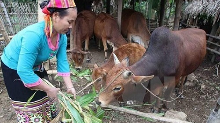 Bhrợ pa liêm xang cơ chế, chính sách pa dưr tr’mông tr’’meh pr’ăt tr’nơt zr’lụ đha nuôr acoon coh lâng da ding ca coong