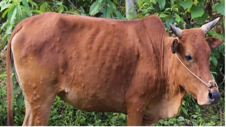 Quảng Nam lêy cha mêết, zêl cha groong pr’lúh cr’ay viêm n’căr cóh ta rí k’roóc