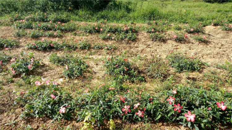 Tây Giang chóh lêy liêm choom 2ha sâm Bố Chính