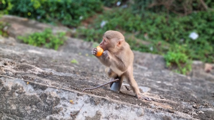 Ma nưih zươc ting pâh “ đương goon” cha groong đha nuôr đoọng bhot cha cha đhị Bán đảo Sơn Trà