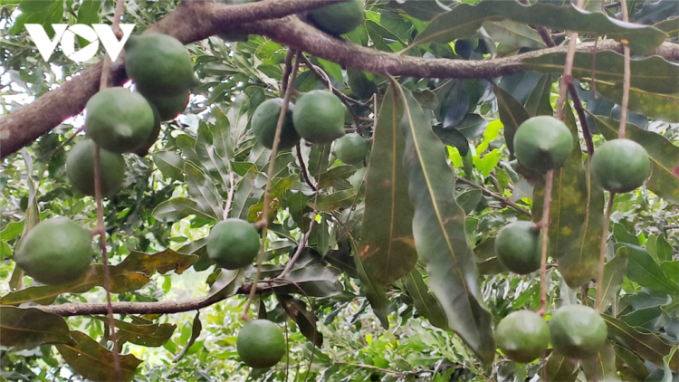 Mắc ca lâng bh’nơơn chr’noh vêy chr’năp lalay-c’lâng bh’rợ đoọng ha rêê đhuôch Lai Châu ha dưr k’rơ lâh mơ