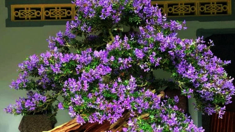 T'RUIH PA XUL T'NGAY 17-1-2022