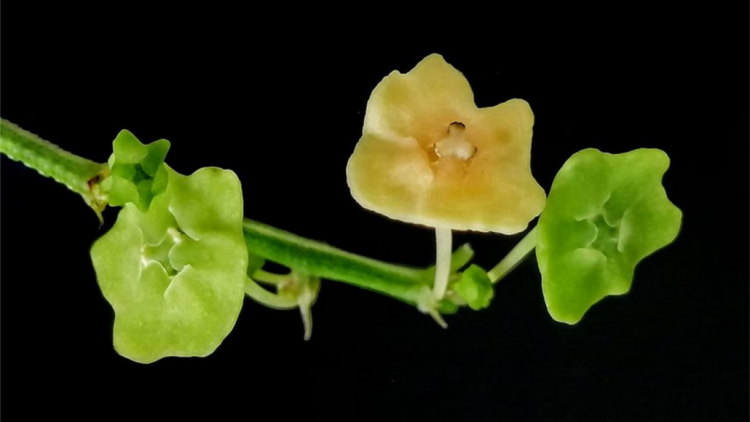 T’RUIH T’NGAY 12/1/2022