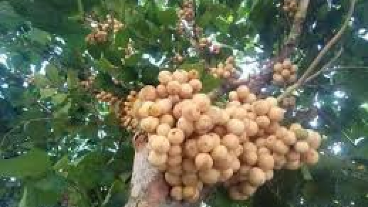 Chr’hoong Nam Giang, tỉnh Quảng Nam: đhanuôr bhui har tu bơơn t’boon bấc