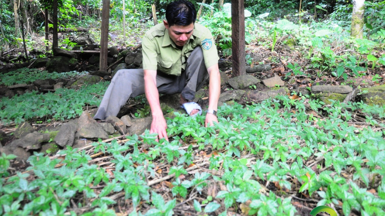 Quảng Nam xay moon lâng Thủ tướng đoọng vă 2.000 ha môi trường crâng đoọng choh tơơm z’nươu