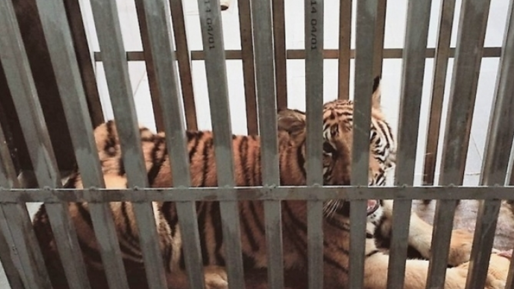 7 p’nong n’bhướp Đông Dương ơy t’moót băn đhị bhươn Quốc gia Phong Nha-Kẻ Bàng