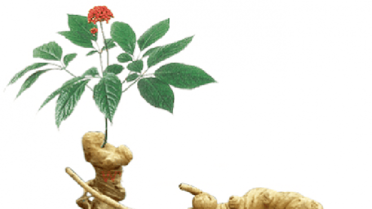 Quảng Nam: Tơơp zooi đoọng p’xoọng 2.000 tơơm sâm Ngọc Linh đoọng bhrợ t’bhưah râu sâm chr’năp