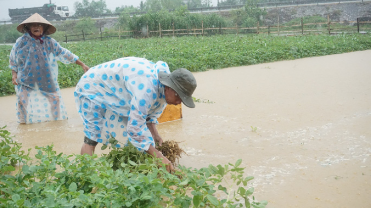 Quảng Nam: Sở Nông nghiệp lâng Pa dưr pa xơc vel bhươl đh’rưah lâng 10 vel đong crêê k’đươi kiểm điểm trách nhiệm
