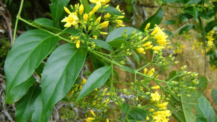 Lạng Sơn: Ra veh r’veh crâng chô cha, 9 cha năc crêê độc axậ mr’nghe