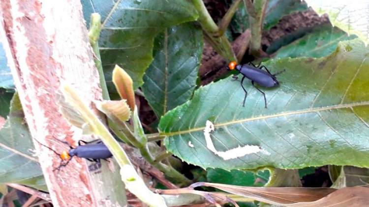 Gia Lai: 1 cha năc chêệt, 2 cha năc crêê ta đơơng pa dưah tu cha acoon a nạ cha chrih