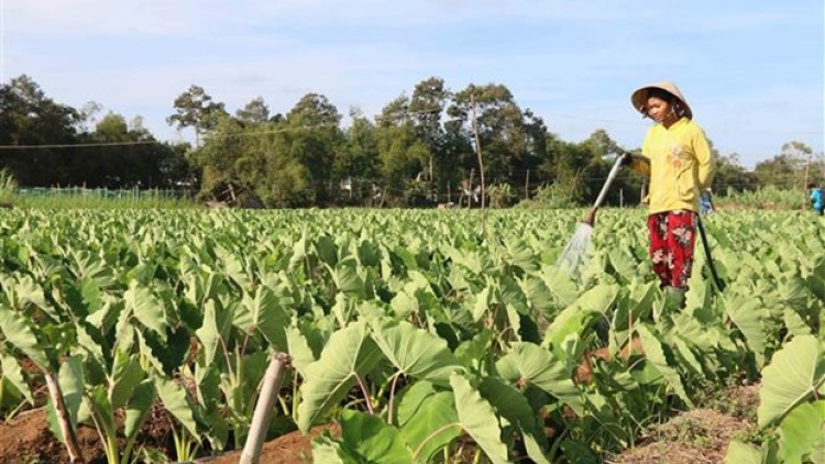 Trà Vinh pa zay pa dưr dal thu nhập đoọng ha đhanuôr acoon coh