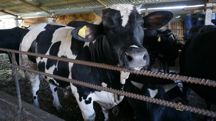 Quảng Ngãi: T’bhlâng bh’rợ cha groong lâng zêl pr’luh cr’ay coh bh’năn