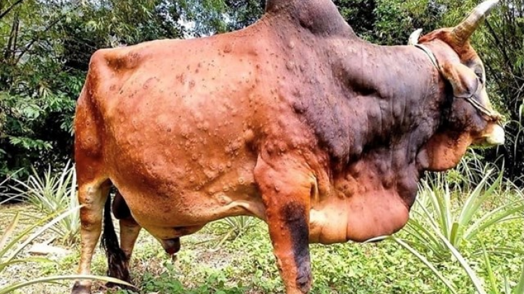 Zâp tỉnh thành miền Trung pazưm zêl cha groong zâp đhị váih pr’lúh cr’ay viêm n’căr trơơi boọ cóh bh’năn băn