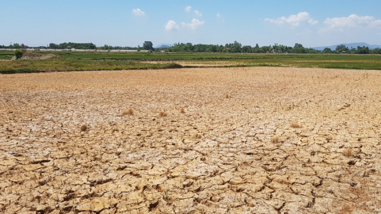 Miền Trung: K’rơ bhâu hécta k’tiêc bhrợ têng ha rêê đhuôch vêy đhr’năng căh zâp đac tu p’răng puih